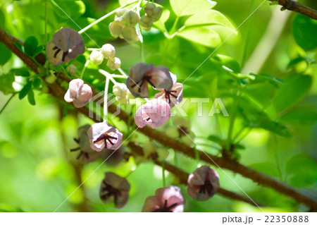 アケビの花 - 雌花と雄花 22350888