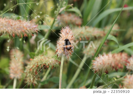 オオハナアブ（オス）０２ 22350910