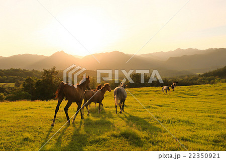 北海道の牧場 22350921