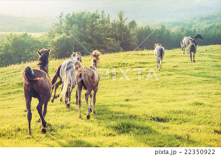 北海道の牧場 北海道の牧場 22350922
