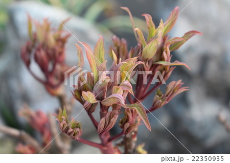 牡丹の新芽 22350935