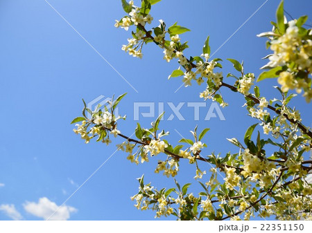 グミの花 22351150