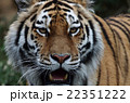 凄むトラの表情 凄むトラの表情 22351222