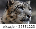 凛々しいユキヒョウの横顔 凛々しいユキヒョウの横顔 22351223