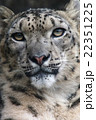 遠くを見つめるユキヒョウ 遠くを見つめるユキヒョウ 22351225