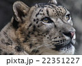 ユキヒョウの横顔 ユキヒョウの横顔 22351227