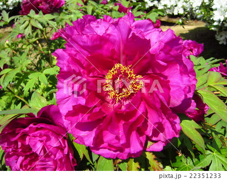 牡丹の花 22351233