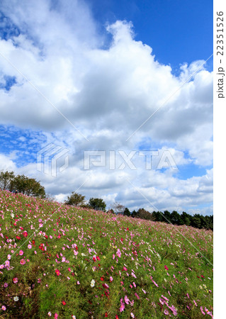 コスモス畑 長崎県諫早市白木峰の写真素材