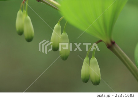 自然　植物　アマドコロ、ゆるく垂れた茎に鈴のような花が二個づつ数組垂れ下がっています 22351682