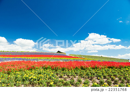北海道　富良野　かんのファーム 22351768