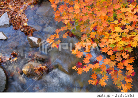 秋の湯川渓谷 22351863