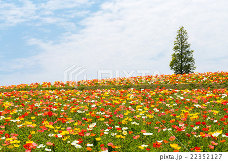 あわじ花さじき ポピー畑 あわじ花さじき ポピー畑 22352127