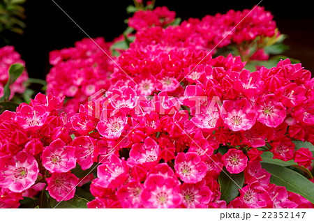 カルミアの開花 ツツジ科の花 レッド やや引きの写真素材