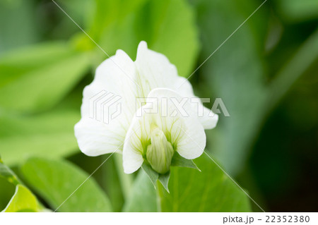 スナックエンドウの花 22352380
