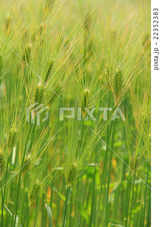 5月の麦畑 5月の麦畑 22352383