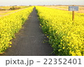 菜の花の道 22352401