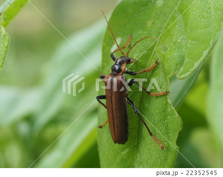 ジョウカイボン ジョウカイボン 22352545