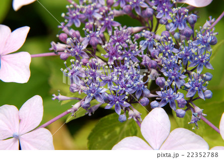 ガクアジサイ 額紫陽花 花部分アップの写真素材