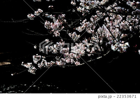 福岡堰桜紀行 福岡堰桜紀行 22353671