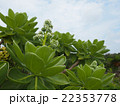 沖縄の植物（モンパノキ） 22353778