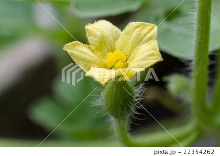 little baby watermelon and flowers little baby watermelon and flowers 22354262