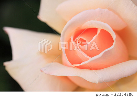 薄紅色の薔薇の瞳 薄紅色の薔薇の瞳 22354286