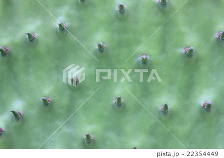 サボテン 22354449