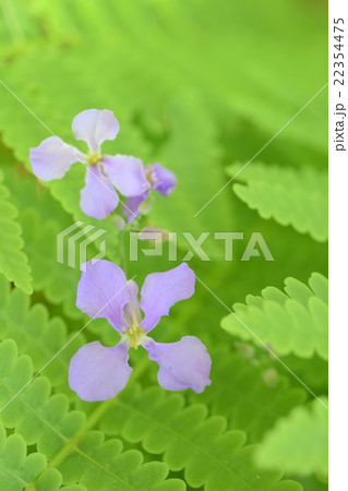 シダとオオアラセイトウの花の写真素材