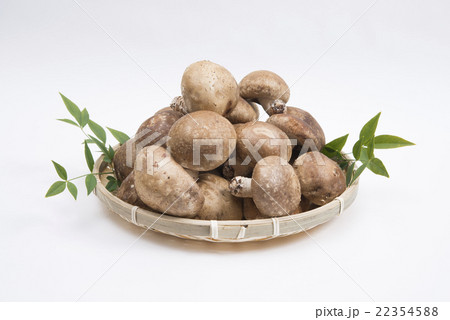 竹ざるに盛ったしいたけ 南天の葉を添えて 竹ざるに盛ったしいたけ 南天の葉を添えて 22354588