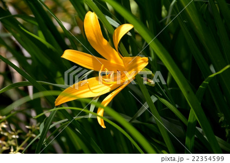 ヒメカンゾウの花咲く 22354599