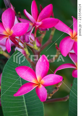 pink leelawadee flower on nature background pink leelawadee flower on nature background 22354614
