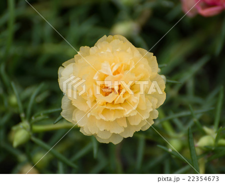 Portulaca flower Portulaca flower 22354673