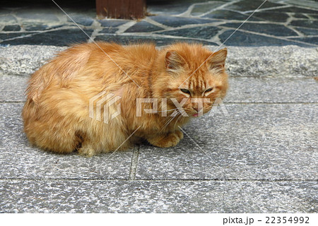 ねこちゃんの昼やすみ：山田池公園：大阪府枚方市 22354992