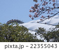 ジェットコースターとサクラ 22355043