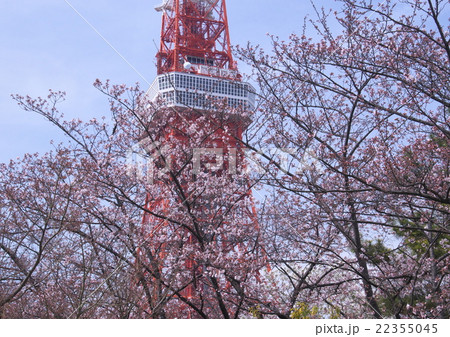 東京タワーとサクラ 東京タワーとサクラ 22355045