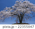 上発知のサクラ 22355047
