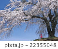 上発知のサクラ 22355048