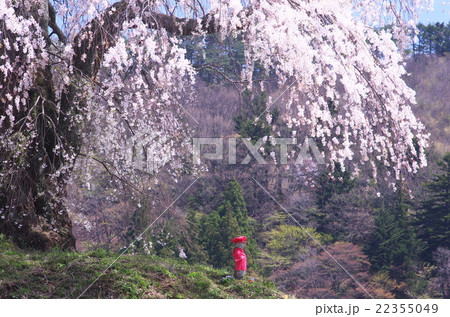 上発知のサクラ 22355049