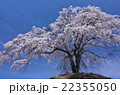 上発知のサクラ 22355050