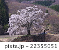 上発知のサクラ 22355051