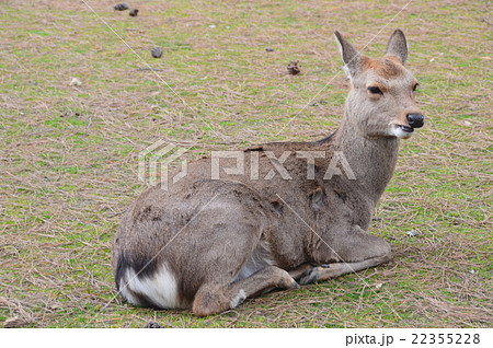 奈良のシカ（奈良公園／奈良県奈良市） 22355228