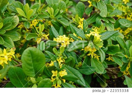 素朴で美しい エゾナニワズ 素朴で美しい エゾナニワズ 22355338