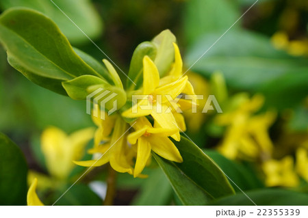 素朴で美しい エゾナニワズ 素朴で美しい エゾナニワズ 22355339