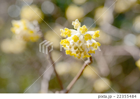 ミツマタの花 22355484
