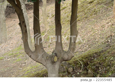 四つ又 四つ又 22355485