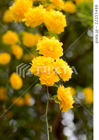 ヤマブキ 22355488