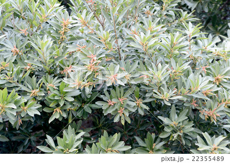 ヤマモモの花 22355489