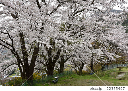 桜　　長野市若穂 22355497