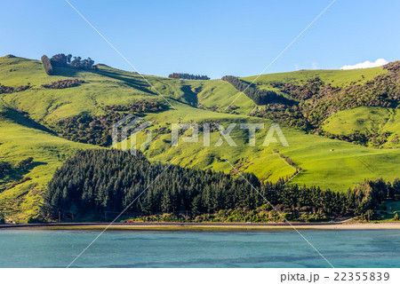 Sheep and pastures in the New Zealand 22355839