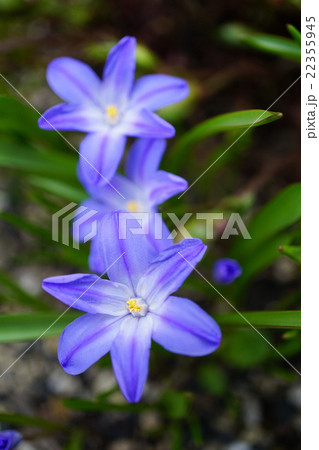 輝くような美しさ チオノドクサ 輝くような美しさ チオノドクサ 22355945